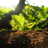 Pflanze in der Natur als Symbol für klimaneutrales Heizen