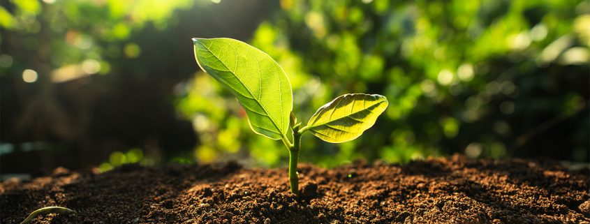 Pflanze in der Natur als Symbol für klimaneutrales Heizen